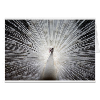 Beautiful white peacock
