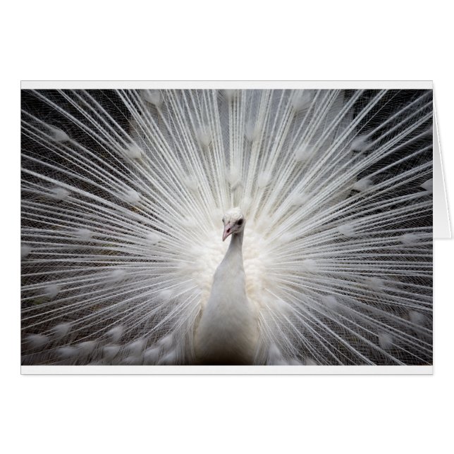 Beautiful white peacock (Front Horizontal)