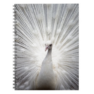 Beautiful white peacock notebook