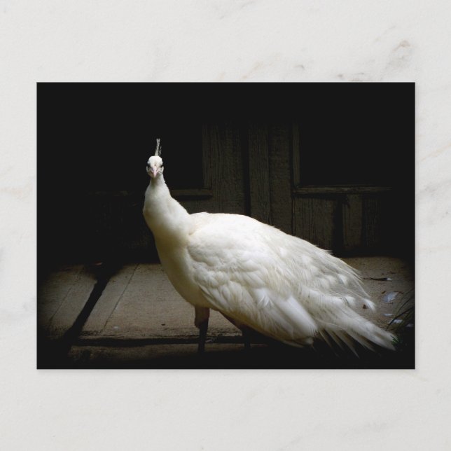 Beautiful White Peacock Postcard (Front)