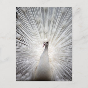 Beautiful white peacock postcard
