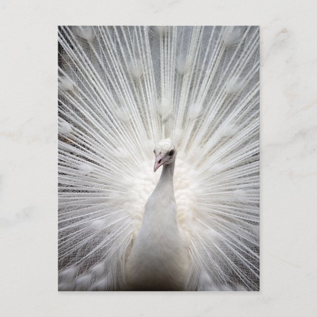 Beautiful white peacock postcard (Front)