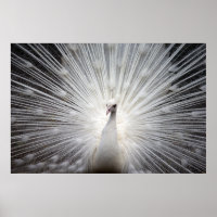 Beautiful white peacock
