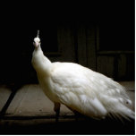 Beautiful White Peacock Standing Photo Sculpture<br><div class="desc">Great photo of a white peacock in a dark room. Great gift ideas for peafowl lovers.</div>