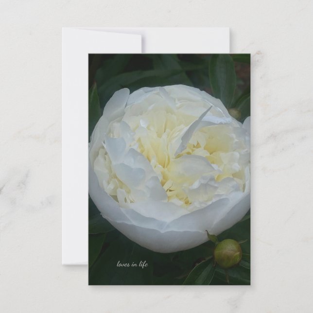 Beautiful White Peony Card (Front)