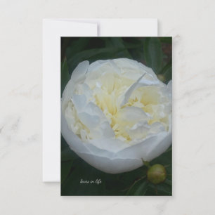 Beautiful White Peony Card