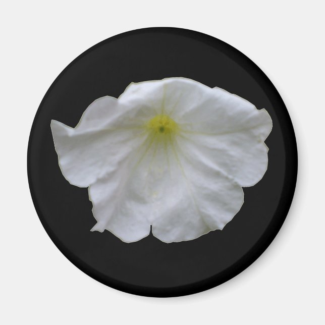 Beautiful White Petunia Magnet (Front)