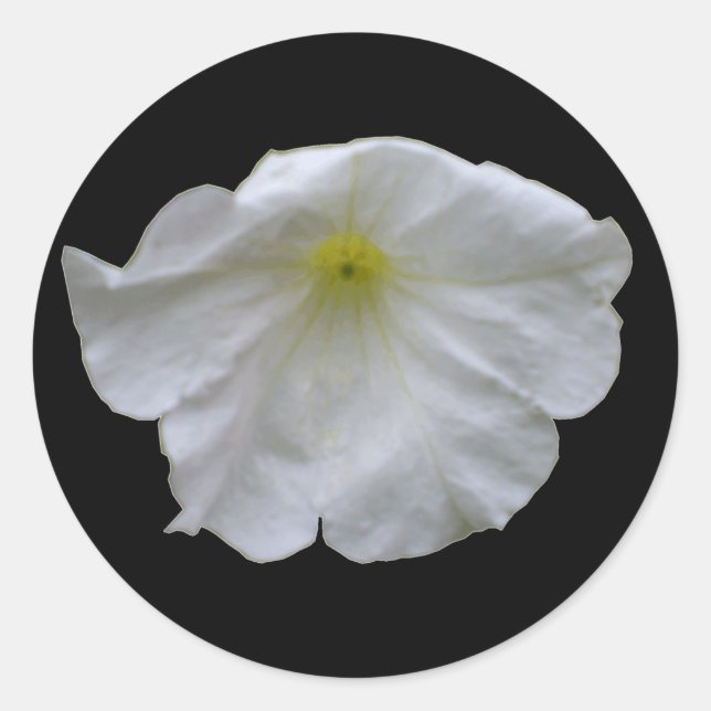 Beautiful White Petunia Sticker (Front)