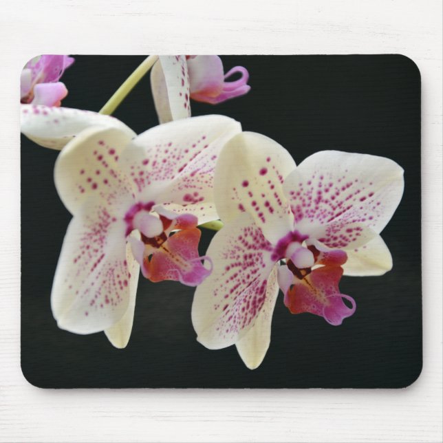 Beautiful White & Pink Orchid w/Black Background Mouse Mat (Front)