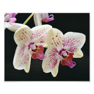 Beautiful White & Pink Orchid w/Black Background Photo Print