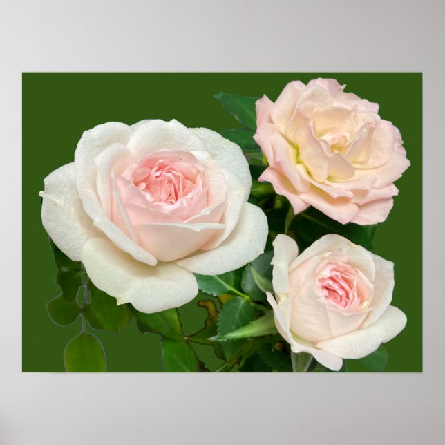 Beautiful white pink peach roses floral flowers poster (Front)