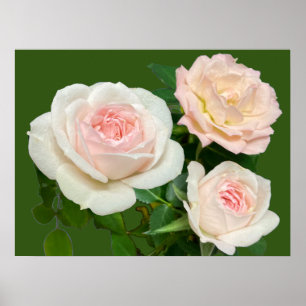 Beautiful white pink roses poster