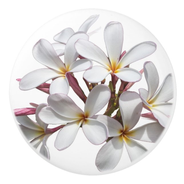 Beautiful white Plumeria or Frangipani flower Ceramic Knob (Front)