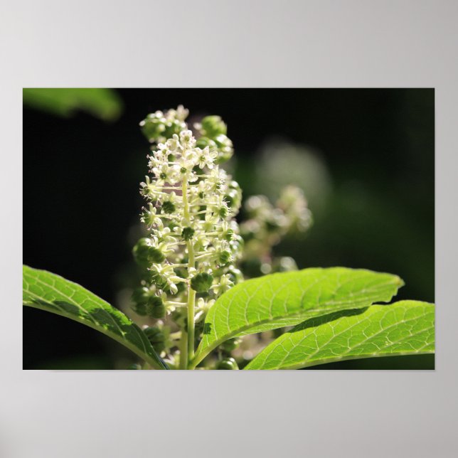Beautiful White Pokeweed Plant Flowers Poster (Front)