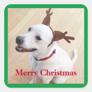 Beautiful White Reindeer Dog Christmas Green Square Sticker