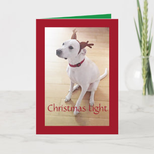Beautiful White Reindeer Dog Red Christmas Holiday Card