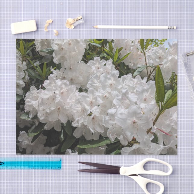 Beautiful White Rhododendron Blooms Floral Tissue Paper (Craft)