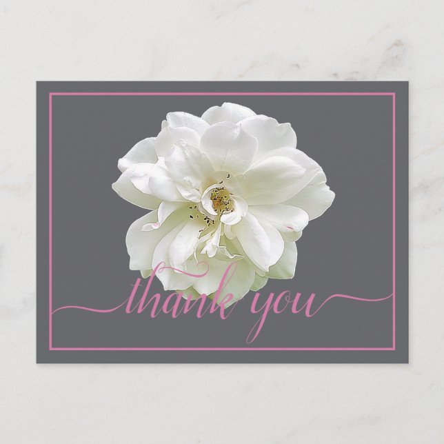 Beautiful White Rose Colour Backdrop Chic Thank Yo Postcard (Front)
