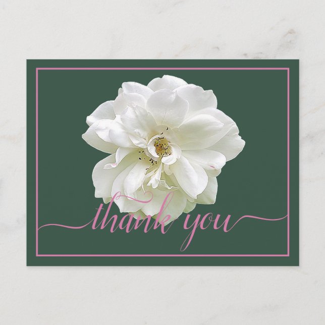 Beautiful White Rose Colour Backdrop Chic Thank Yo Postcard (Front)