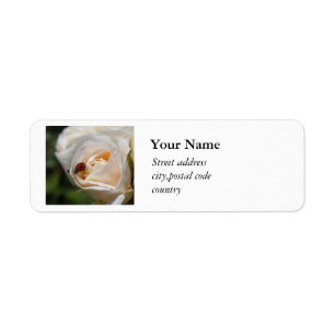 beautiful white rose flower and ladybug
