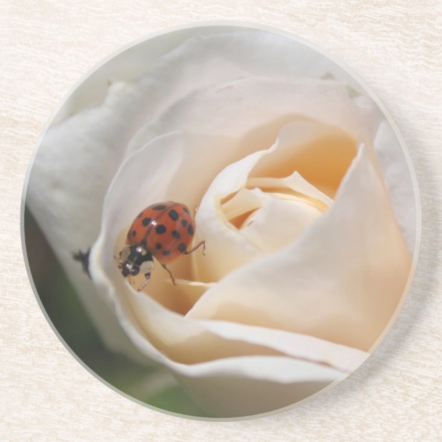 beautiful white rose flower and ladybug coaster (Front)