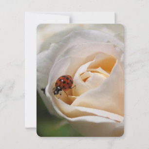 Beautiful white rose flower and ladybug, floral n