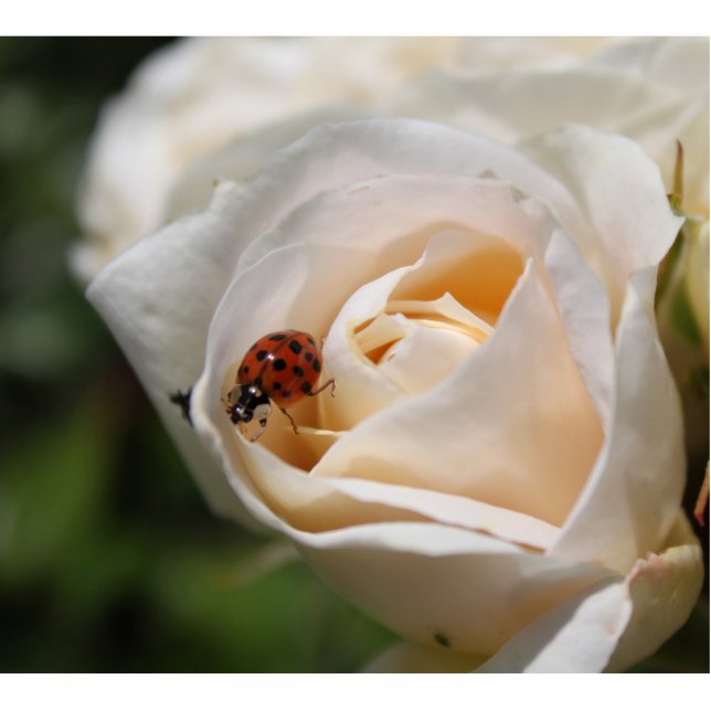 beautiful white rose flower and ladybug standing photo sculpture (Front)