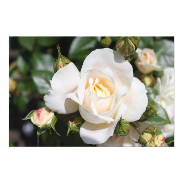 Beautiful white rose flower. floral photography photo print (Front)