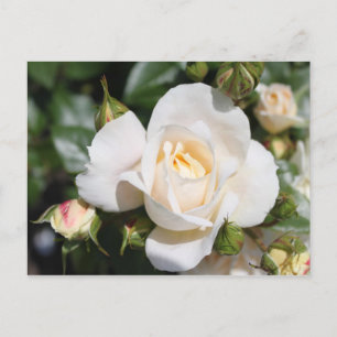 beautiful white rose flower. love and romance postcard