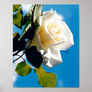 Beautiful White rose   Poster