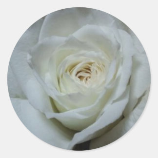 Beautiful white rose sticker
