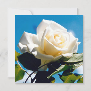 Beautiful White Rose Thank You Card