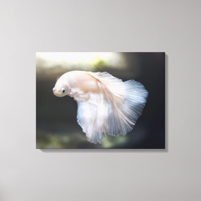 Beautiful White Siamese Betta Fighting Fish Canvas Print (Front)