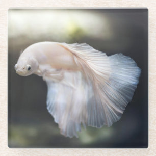 Beautiful White Siamese Betta Fighting Fish Glass Coaster