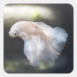 Beautiful White Siamese Betta Fighting Fish Square Sticker
