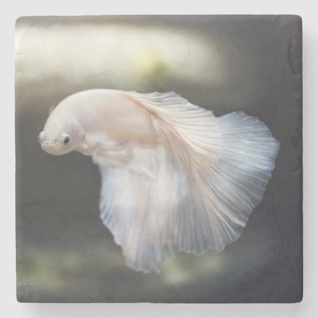 Beautiful White Siamese Betta Fighting Fish Stone Coaster (Front)