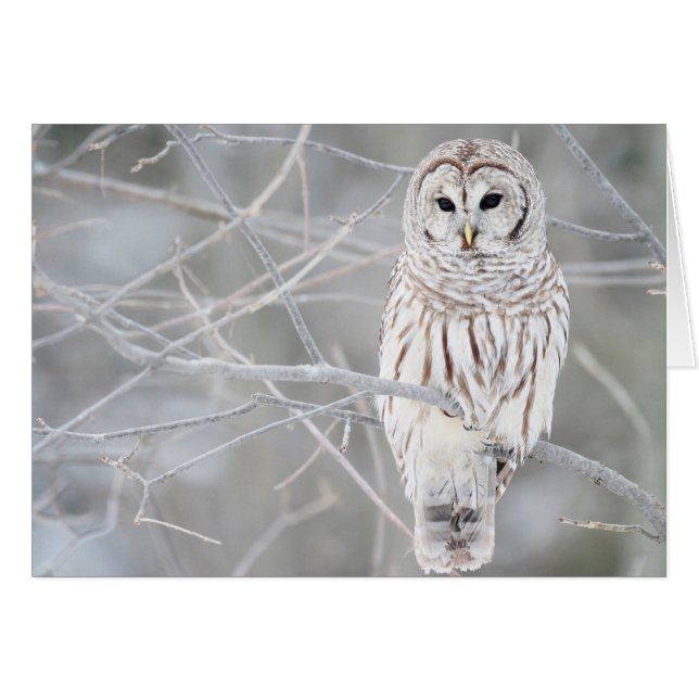 Beautiful White Snow Owl Design (Front Horizontal)