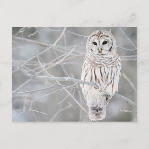 Beautiful White Snow Owl Design Postcard