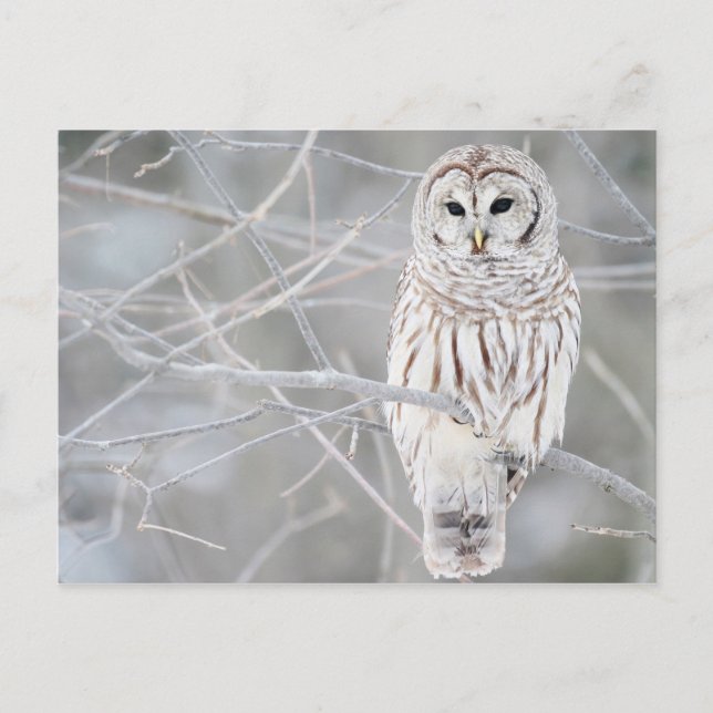 Beautiful White Snow Owl Design Postcard (Front)