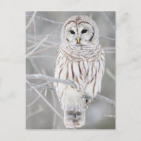Beautiful White Snow Owl Design
