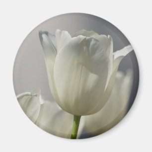 Beautiful White Spring Tulips Magnet