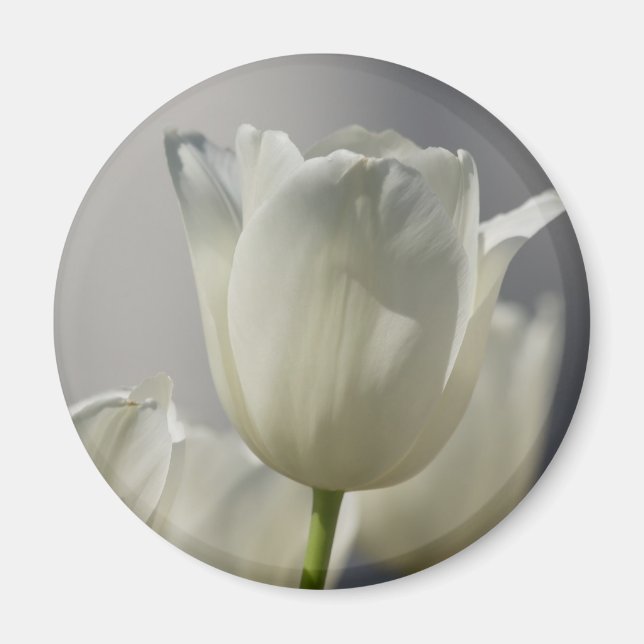 Beautiful White Spring Tulips Magnet (Front)