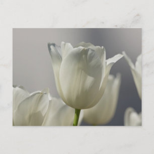 Beautiful White Spring Tulips Postcard