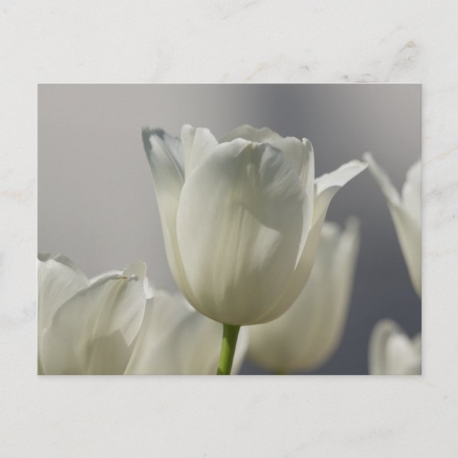 Beautiful White Spring Tulips Postcard (Front)