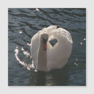 Beautiful white swan