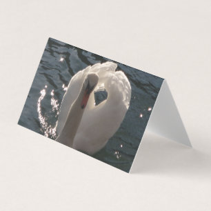 Beautiful white swan