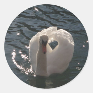Beautiful white swan classic round sticker