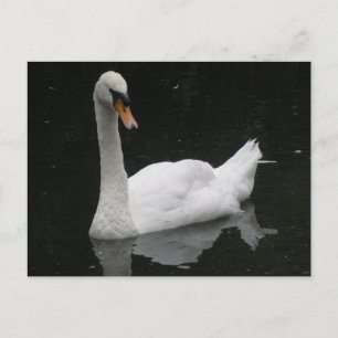 Beautiful White Swan Postcard