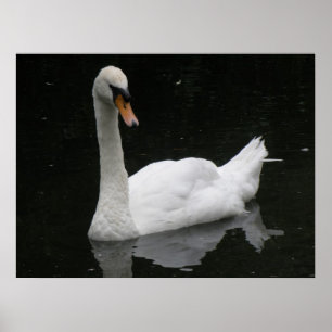 Beautiful White Swan Poster