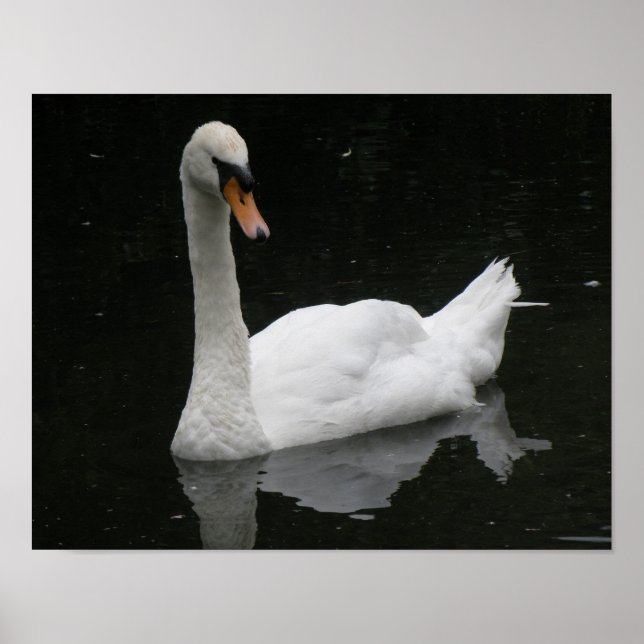 Beautiful White Swan Poster (Front)